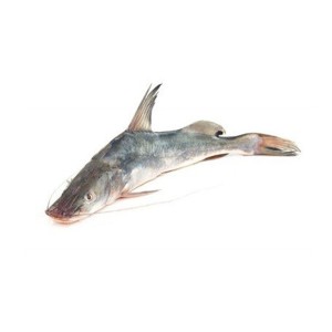 Ayer Fish - আইড় মাছ (৪ -৬ কেজি)