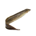 Baim Fish - বাইম মাছ (মাঝারি)