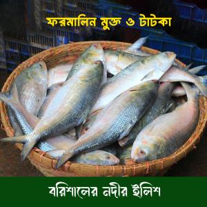 বরিশালের নদীর ইলিশ মাছ (ফরমালিন মুক্ত ও টাটকা) - মিনিমাম অর্ডার ২ কেজি। মাছ অনুযায়ী ওজন কম বেশী হতে পারে (প্রি-অর্ডার)