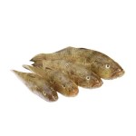 Baila Fish - বেলে মাছ (৭-১২ টাতে কেজি)