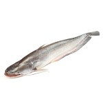 Boal Fish - বোয়াল মাছ (৫-৭ কেজি)