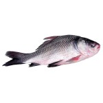 Catla Fish - কাতলা মাছ (৫-৬.৯ কেজি)