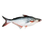 Pangas Fish - পাঙ্গাশ মাছ (৪-৭ কেজি)