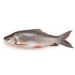 Rui Fish - রুই মাছ (৩-৪.৯ কেজি)